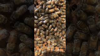 Sweet amp Gentle Bee Hive Africanized Bee Queen Transformation [upl. by Atinrahc]