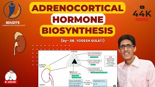 Adrenocortical Hormone Biosynthesis [upl. by Leelahk]