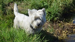 West Highland White Terrier Westie Bobby Closeup [upl. by Erasmo467]