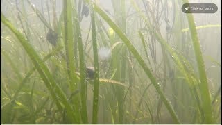 Condition Indicator Eelgrass [upl. by Haslam219]