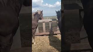 Stallion cant handle the mare । Beautiful Horse [upl. by Golda]