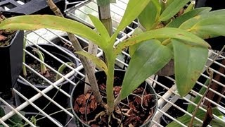 quot How to care for orchidsquot ORCHID CARE  Yellow Leaves amp Other Ailments PT 2 Insects and Sun burns [upl. by Sualkcin919]