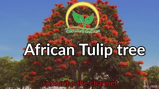 African Tulip tree  Spathodea Campanulata KhetiBadiTV [upl. by Earlene]