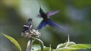 Angelo Badalamenti  Country Waltz [upl. by Arleyne]