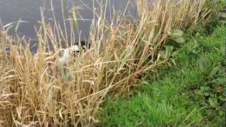 Gundog Training English Springer Spaniel hunting in water [upl. by Rajewski]