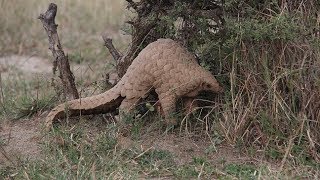 Pangolins in Peril  Documentary [upl. by Ahsi]