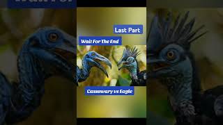 Cassowary vs EagleLast Part Part 2 [upl. by Eliseo]