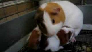 Baby Guinea Pigs and Their Mother [upl. by Dez]