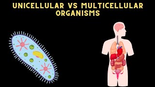 DIFFERENCE BETWEEN UNICELLULAR AND MULTICELLULAR ORGANISM science [upl. by Kym]