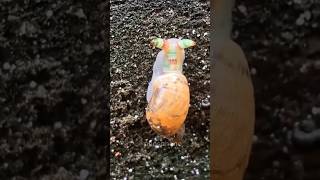 Creepy Parasite Turns Snails 🐌🪱 Into Disco Zombies animals insects snail [upl. by Dohsar117]