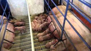 The Birthing Process of a Piglet [upl. by Seuqcaj]