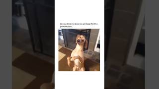 Dogs in Chaos Mode Hilarious Moments Captured😂😂 [upl. by Cornia]