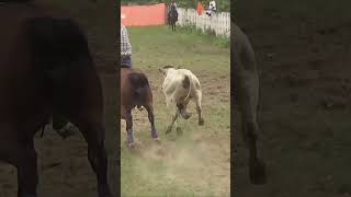 SOBERANA shortvideo vaqueros caballos caballoscorriendo viral rodeo caballoshermosos [upl. by Ainwat622]