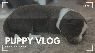 PUPPY VLOG PORZĄDKI I WCZESNA STYMULACJA NEUROLOGICZNA  PAULINA I PSY [upl. by Gabler]