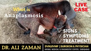 Anaplasmosis in Cattles  Its Cause Signs Symptoms and Treatment  Live Case study [upl. by Attenna]