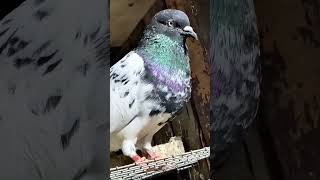 High flyer kabootar pigeon youtube new viralvideos kabootarbazzi pigeonstatus trendingshorts [upl. by Fredenburg]