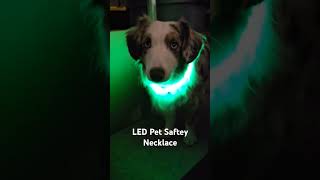 LED Pet Safety Necklace ledlights dogleash dogaccessories dogcollar [upl. by Catlin87]