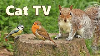 Videos for Cats to Watch  Woodland Birds and Squirrels Delight [upl. by Phare]