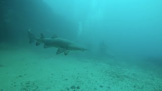 Sydney Marouba beach Magic Point  Freediving with Grey Nurse sharks [upl. by Monteria116]