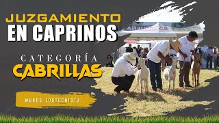 ✅ Juzgamiento en Caprinos  Categoría Cabrillas 🐐 [upl. by Yrro813]