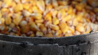 Pest Sitophilus granarius infects corn grain in a bucket [upl. by Ainitsirhc800]