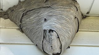 Gorilla glue spray adhesive vs huge hornet nest amazing results must see [upl. by Notlew]