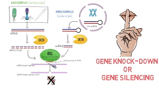 RNAi Gene Knockdown [upl. by Shanna]