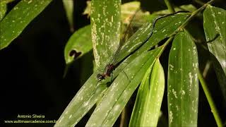 Giant Metallic Bryoplathanon globifer Serra da Mantiqueira Brazil by Antonio Silveira [upl. by Cross]