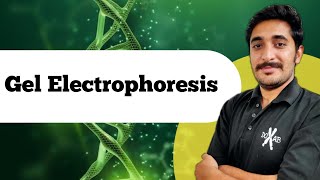 Gel Electrophoresis  Biotechnology  Class 12th Biology  NEET [upl. by Bathsheba]