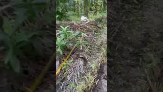 TRANSFORMING PALM FRONDS LEAVES CUTTINGS IN THE HIGH GRADE COMPOSTED TOPSOIL FERTILIZERVETIVER SOS [upl. by Bigford]