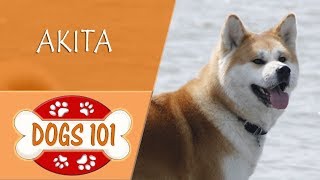 Dogs 101  AKITA  Top Dog Facts About the AKITA [upl. by Roberts21]