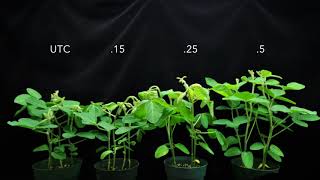 Dicamba SOA 4 on Soybeans 1X time [upl. by Nonnel]