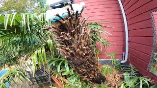 Tasmanian tree fern late Winter update [upl. by Vargas]