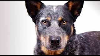 Australian Cattle Dog [upl. by Dalury]