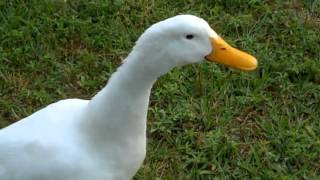 Curious Quackers  Duck Sounds [upl. by Yehudit]