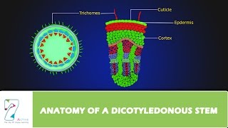 ANATOMY OF A DICOTYLEDONOUS STEM [upl. by West201]