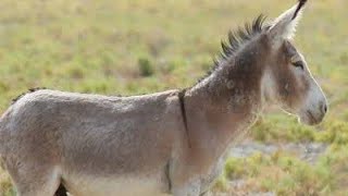 Donkey mating season animals youtube tharparkarbeauty villagelife [upl. by Gauntlett]