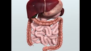 Anatomy and Physiology of Digestive System [upl. by Cash]