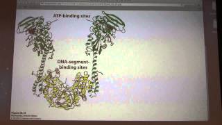 42 Kevin Aherns Biochemistry  DNA Replication III [upl. by Swenson]