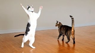 Kitties Dance with Ceiling Fan [upl. by Carmel124]