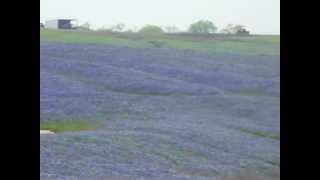 Bluebonnet Trail Ennis Texas [upl. by Farnsworth647]