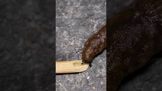 Slug vs Penne Pasta with Doom music slugs nature pasta bug doom insects [upl. by Pellegrini]