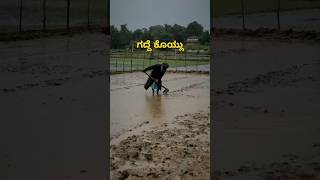 gaddhe koylu ಗದ್ದೆ ಕೊಯ್ಲು rice harvesting [upl. by Nnylireg]