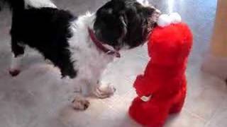 Funny Dog  Poochie vs TMX Elmo [upl. by Hertberg]