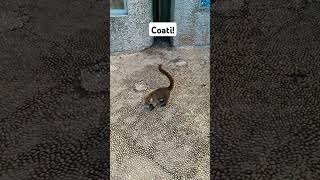 Playing with a Wild COATI in Mexico [upl. by Sherrill]