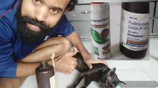 How to Care Cat Wound बिल्ली की जखम कैसे ठीक करे [upl. by Selwyn645]