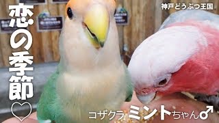 コザクラのミントちゃん♂ 恋の季節♡【神戸どうぶつ王国】指の上でクネクネ 不思議な踊り [upl. by Aleekat]