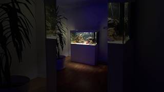 Aquarium 400 Liter aquarium aquariumfish aquascape fische [upl. by Egas]