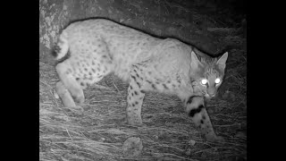 Bobcat Nebraska Oct 2024 [upl. by Syst]