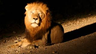 Night Lion Roar at Tintswalo in Kruger National Park South Africa [upl. by Eekaz]